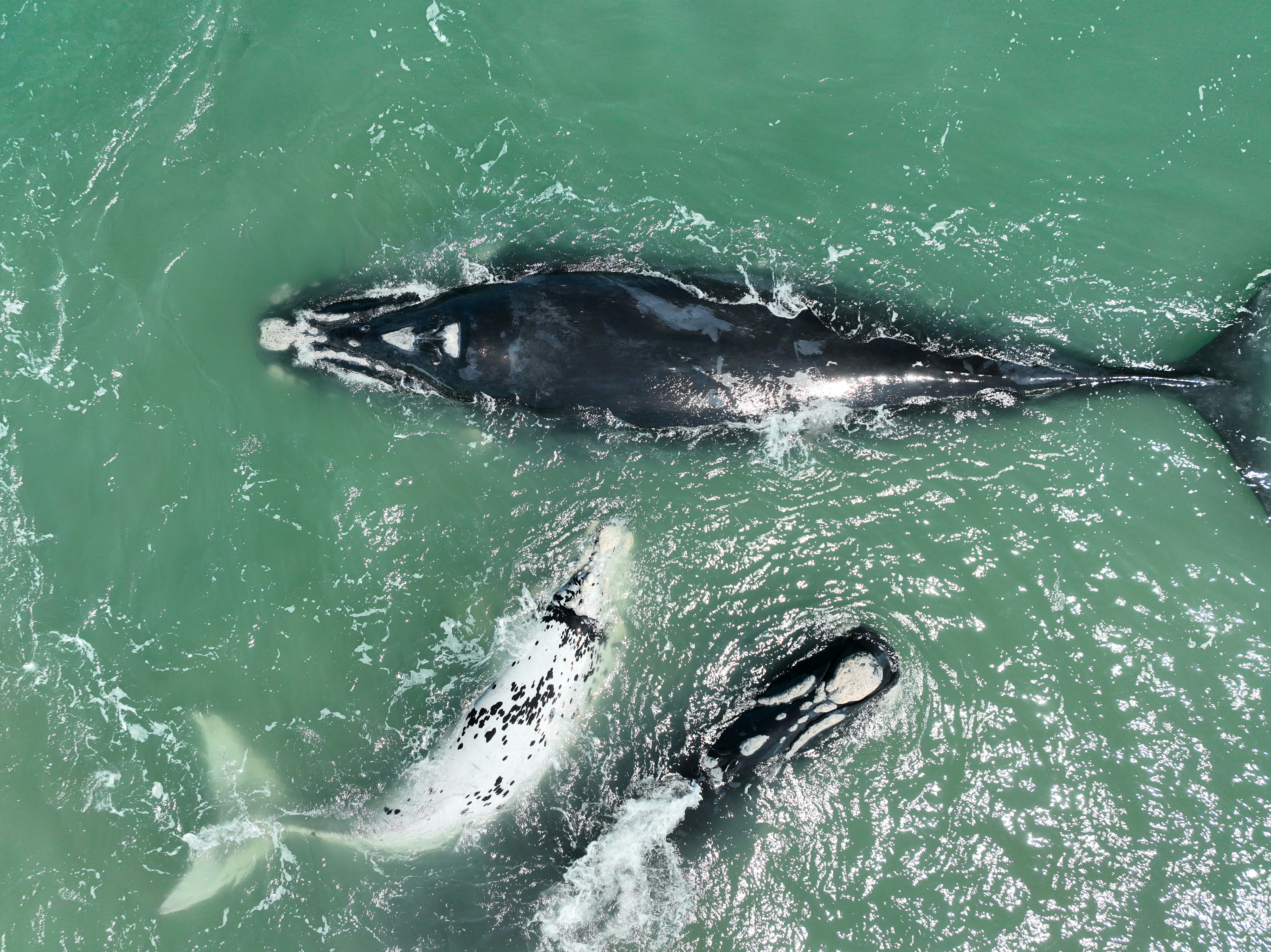 Right Whale Calving — Península Valdés