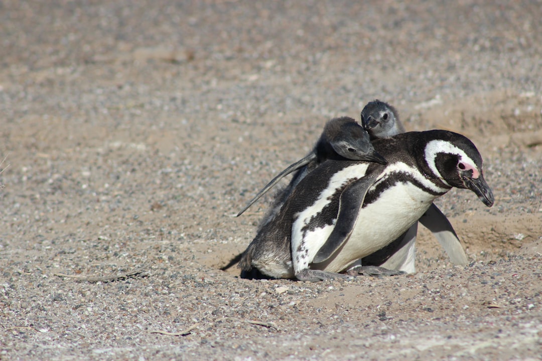 African Penguin Breeding — Boulders Beach