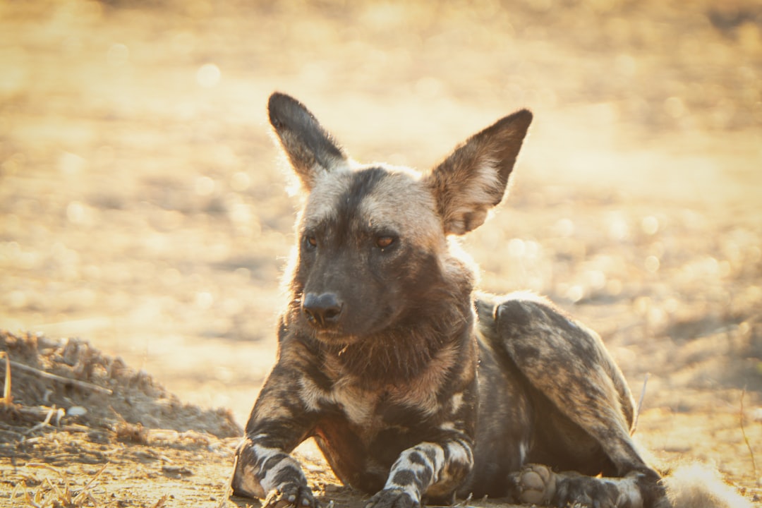 African Wild Dog Pupping Season