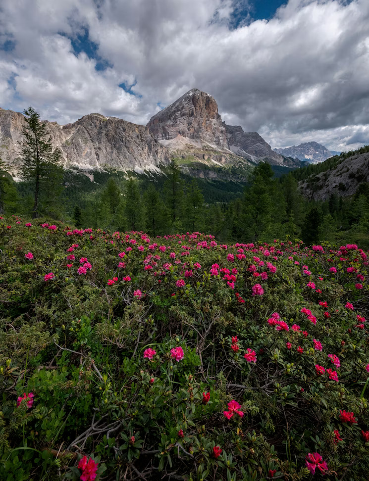 Alpine Rose Bloom — Fellhorn, Oberstdorf, Bayern