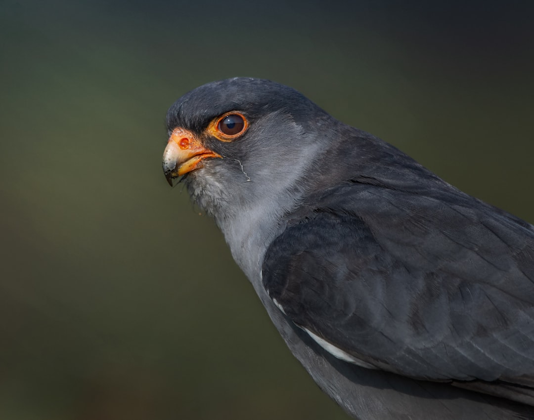 Amur Falcon Stopover — Yellow Sea Coast