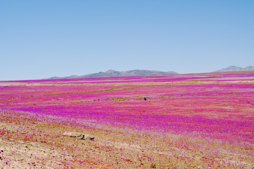 Atacama Desert Bloom
