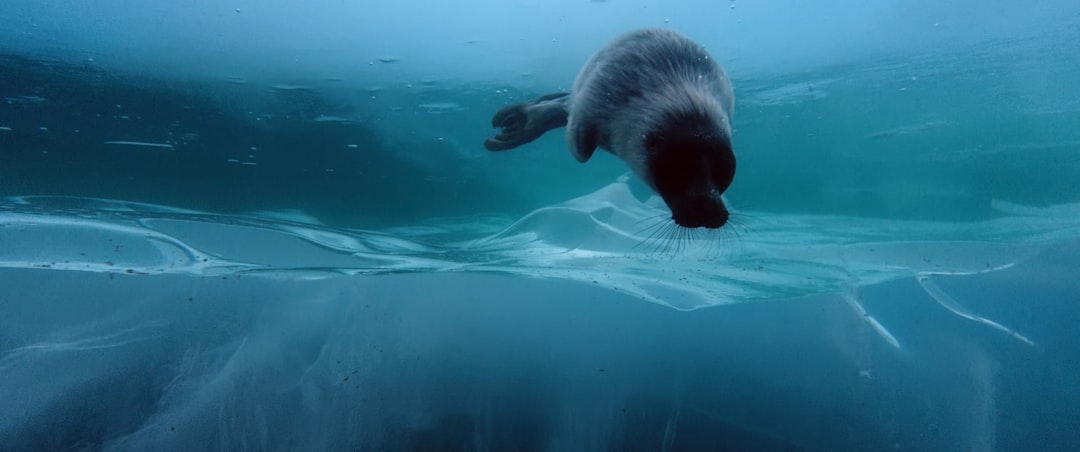Baikal Seal Pupping — Lake Baikal