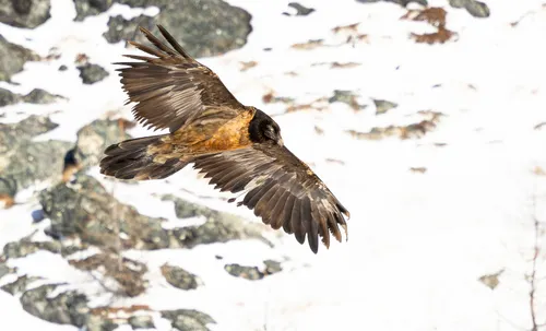 Bearded Vulture & Golden Eagle — Nationalpark Berchtesgaden, Bayern