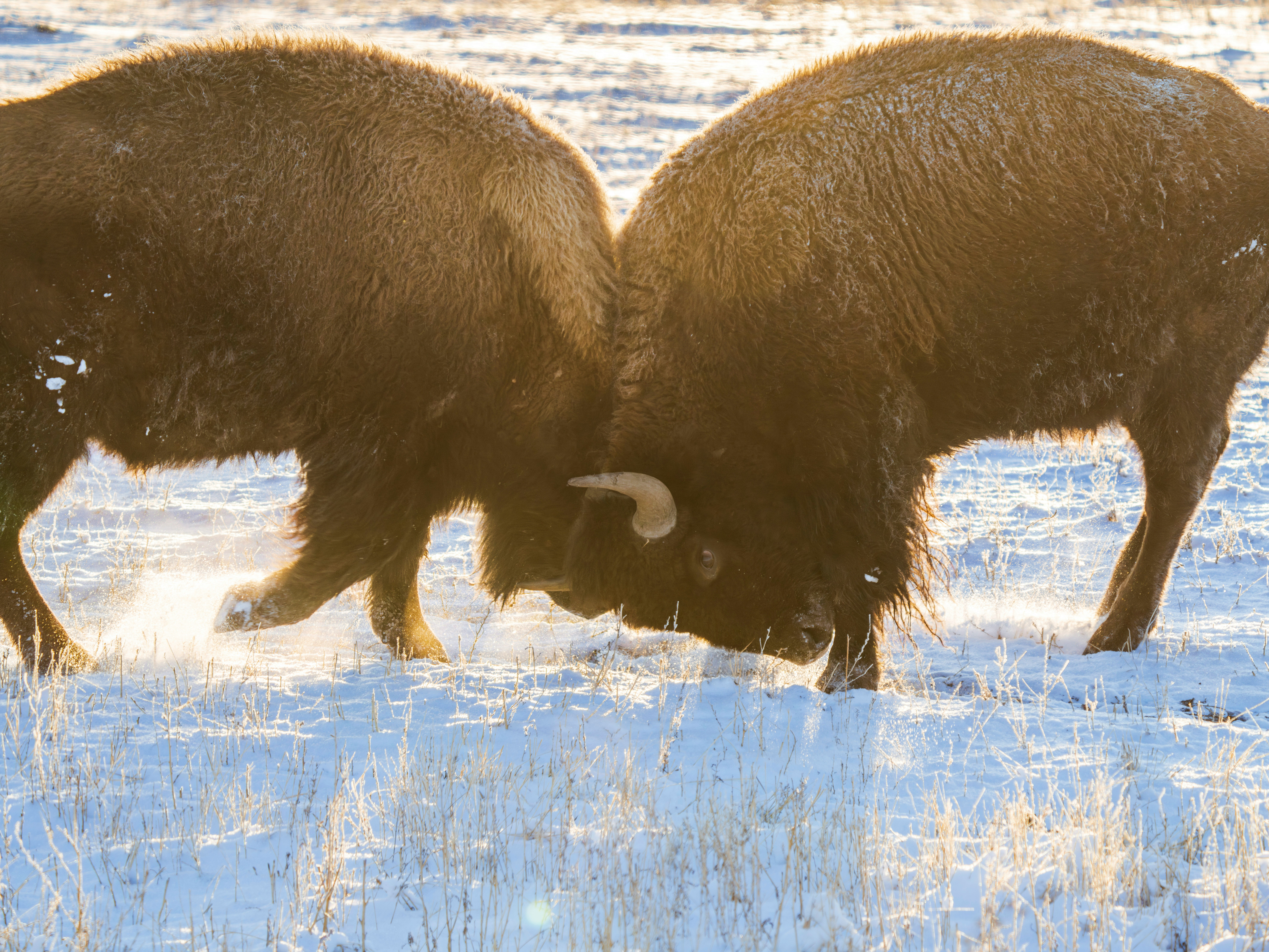 Bison Rut — Yellowstone