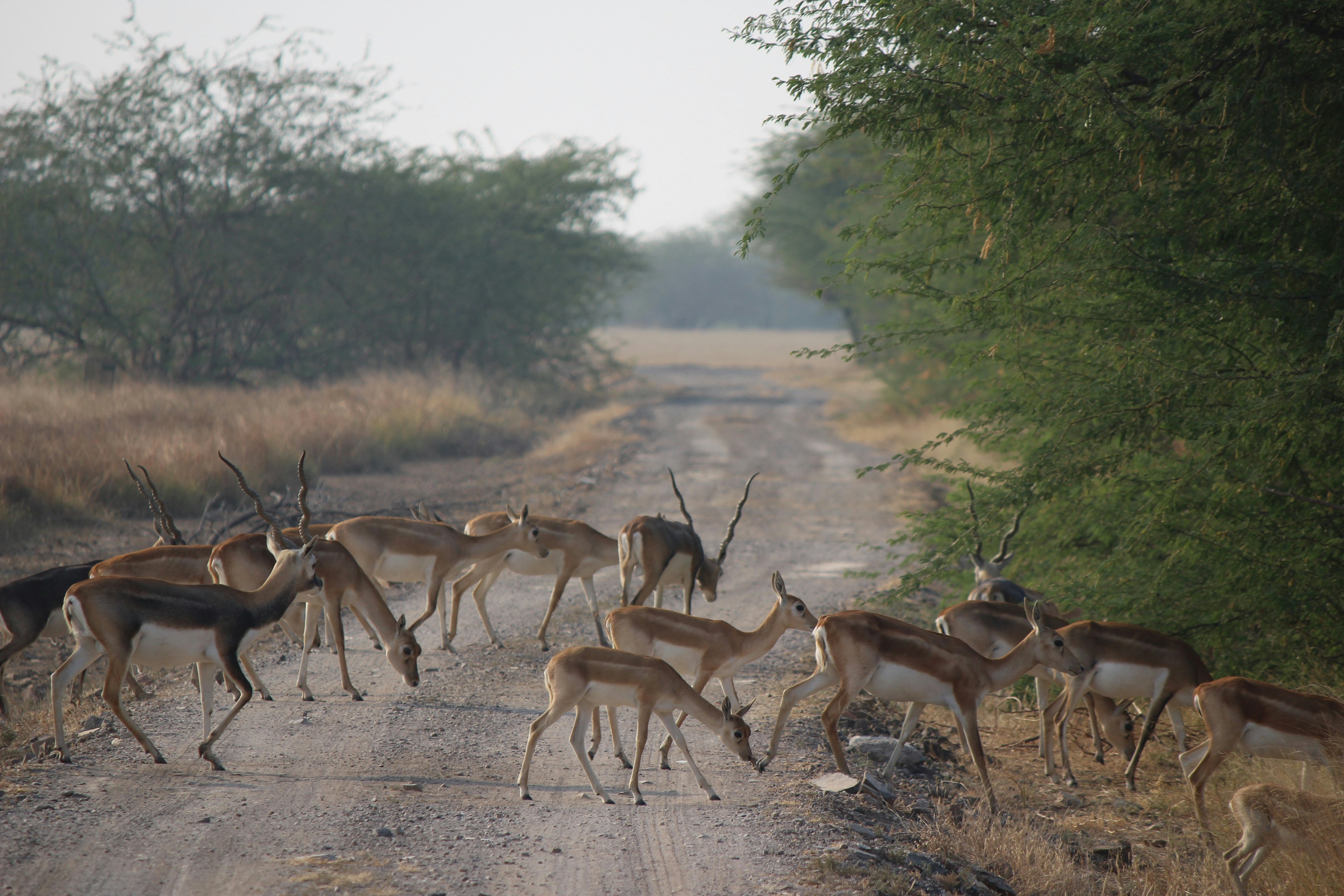 Blackbuck Antelope Rutting — Velavadar