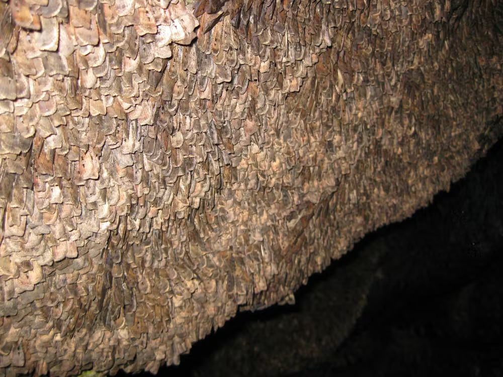 Bogong Moth Migration — Australian Alps