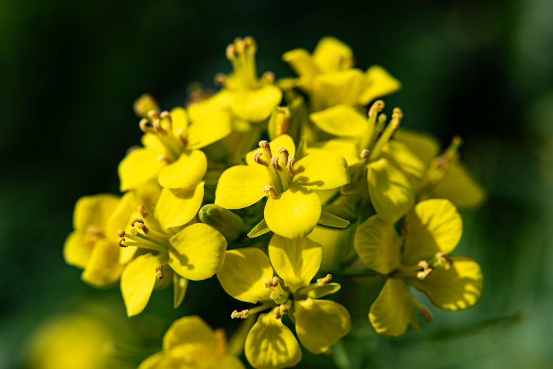 Canola Flower Bloom — Jeju Island