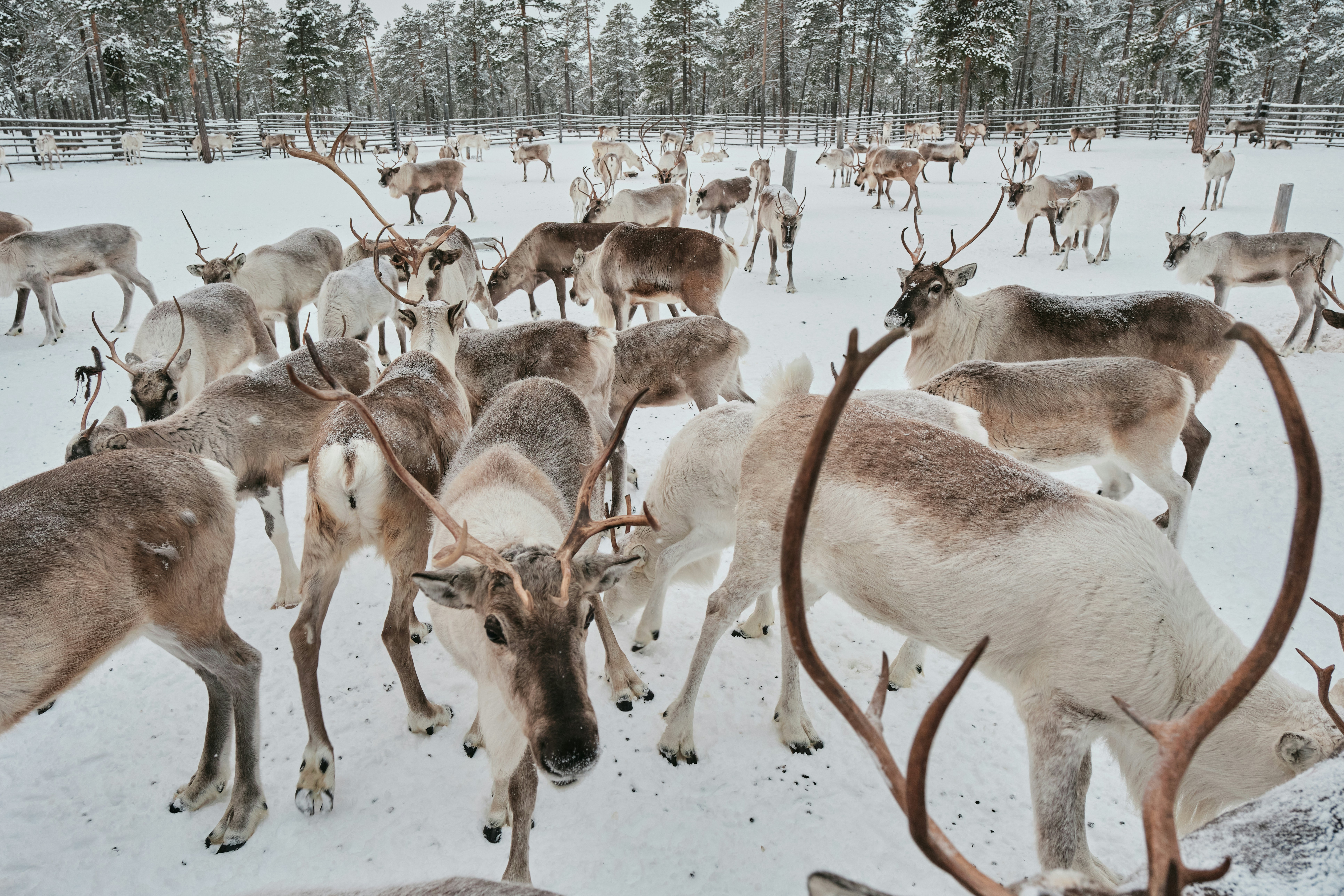 Caribou Migration — Alaska