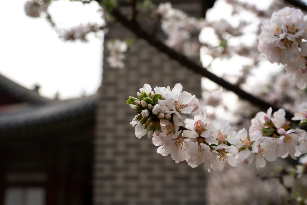 Cherry Blossom — Gyeongju