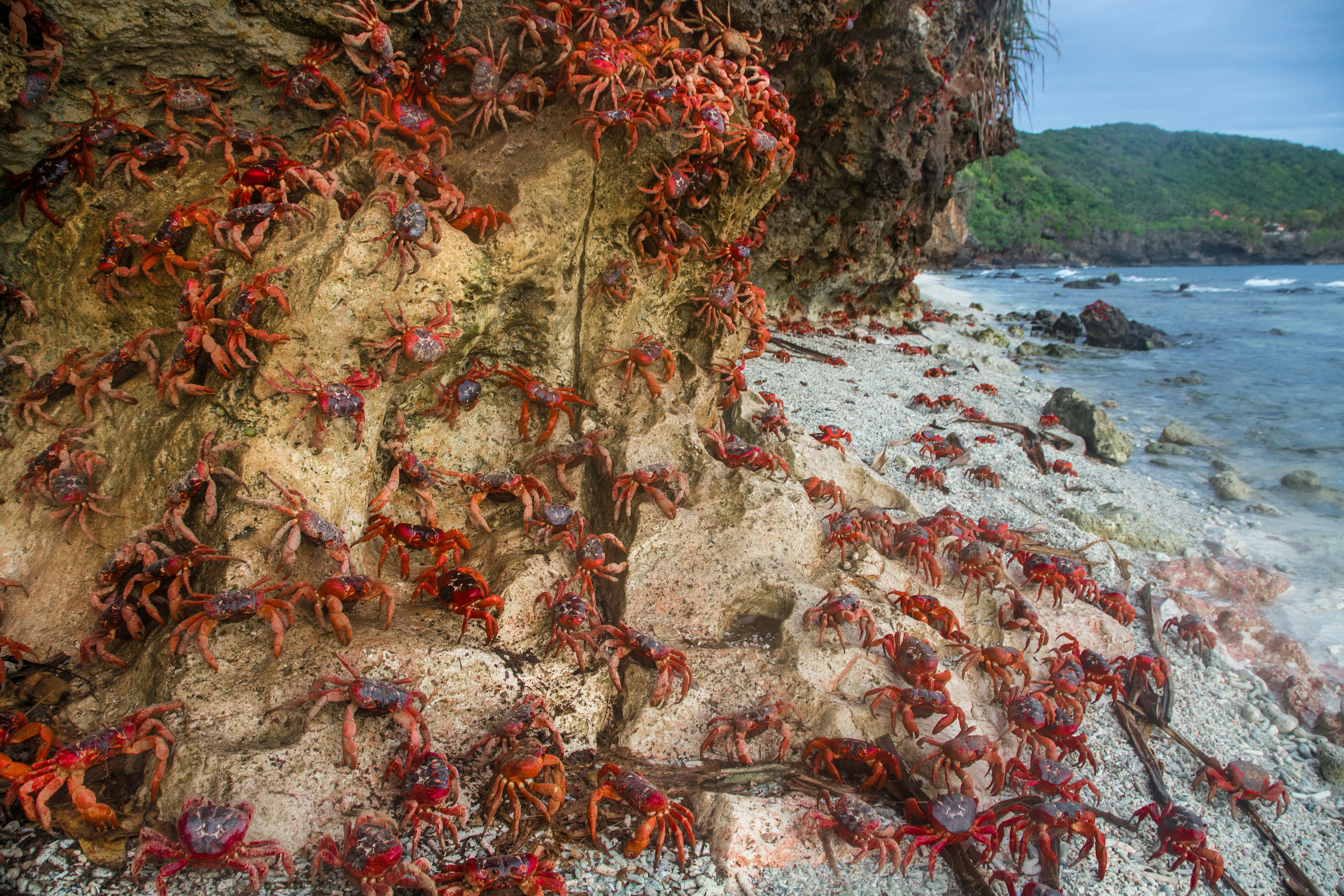 Christmas Island Red Crab Migration