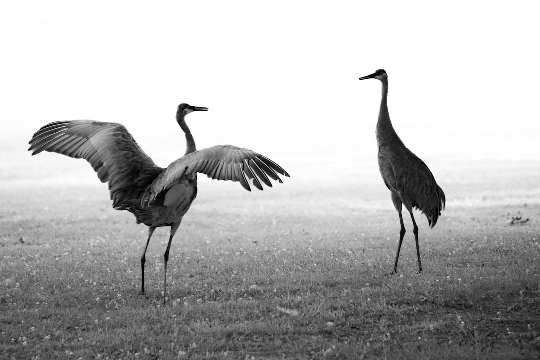Common Crane Staging — Lac du Der