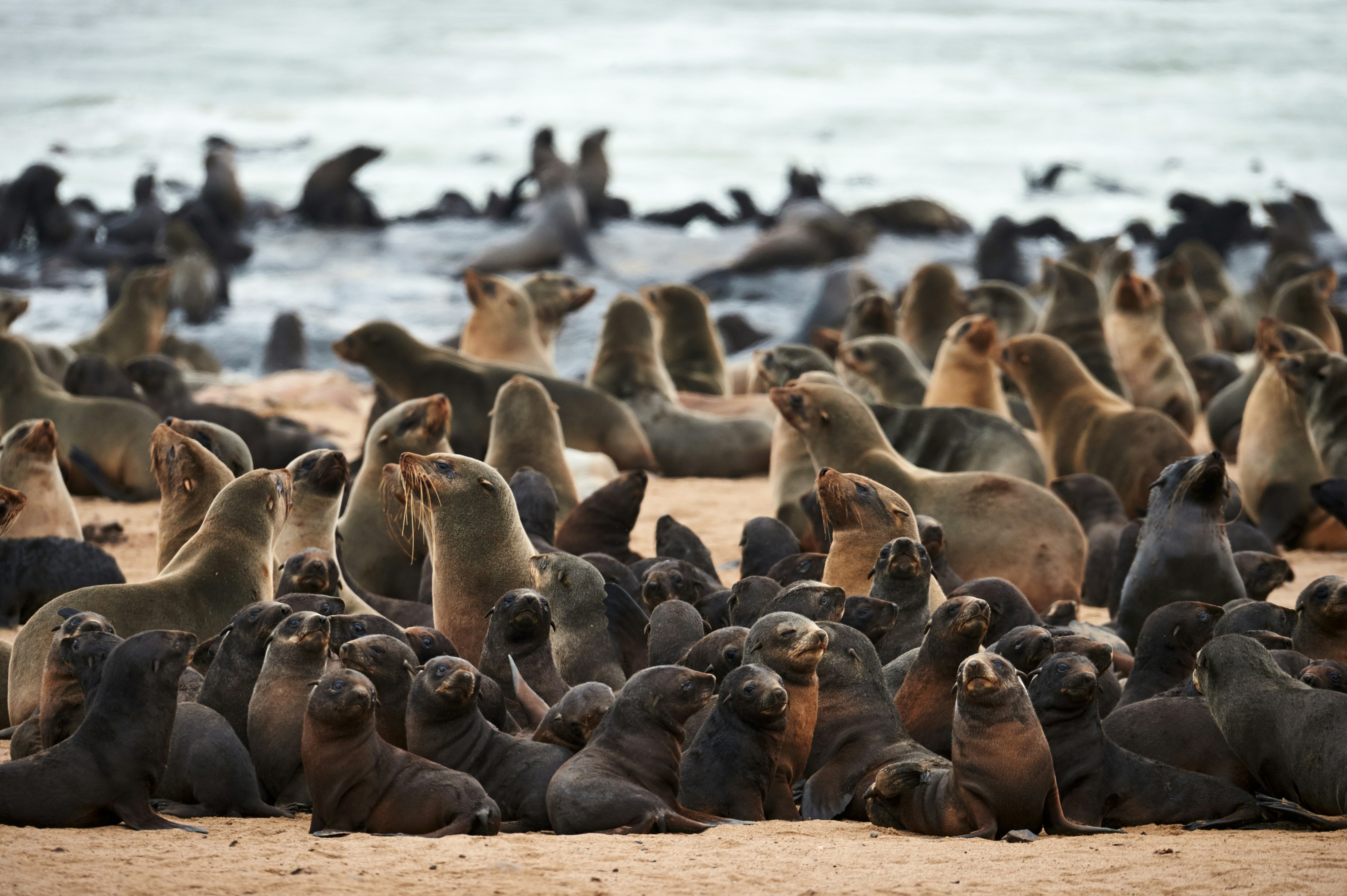 Common Seal Pupping Season — Halligen Islands, Schleswig-Holstein