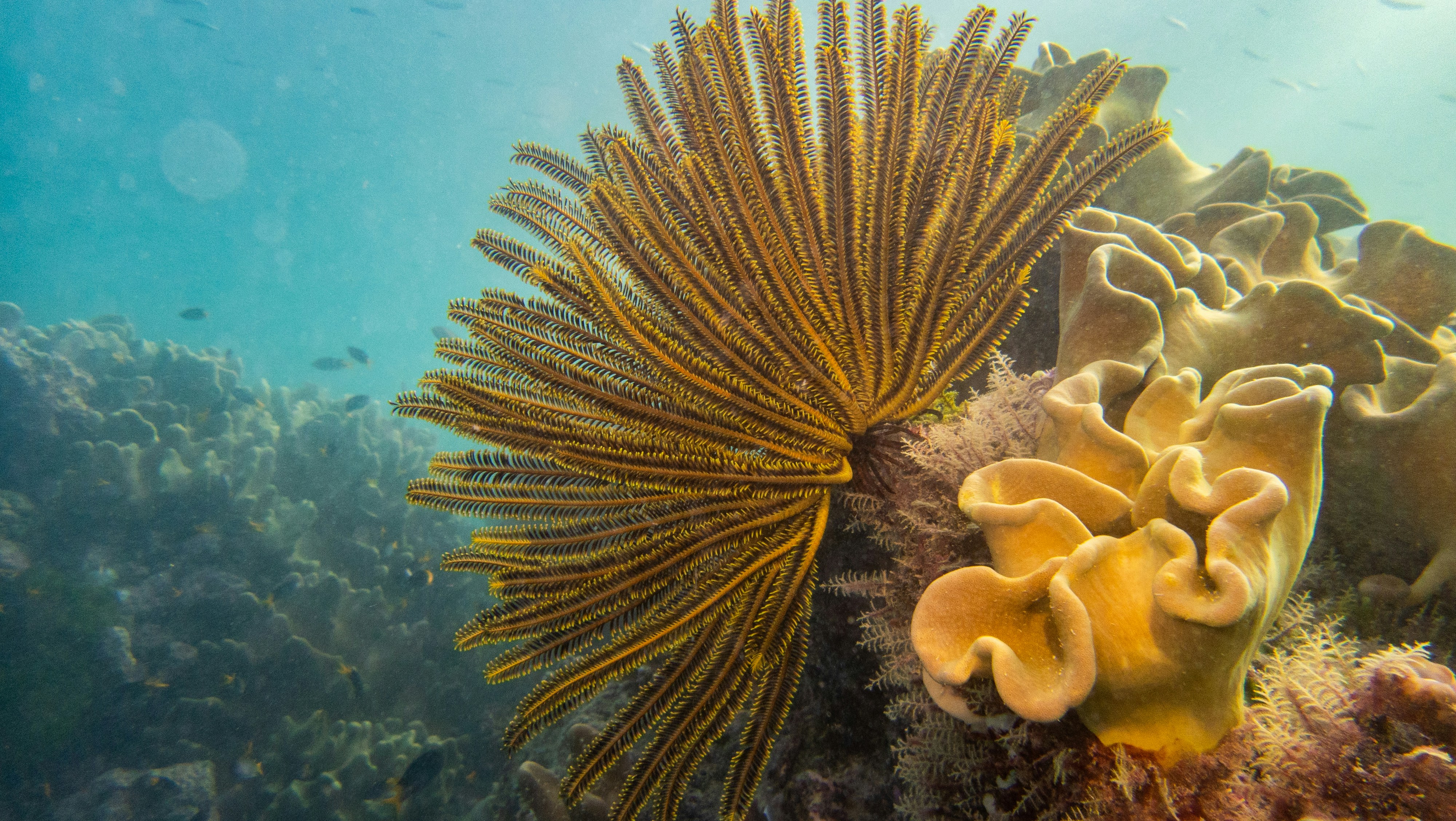 Coral Spawning — Great Barrier Reef
