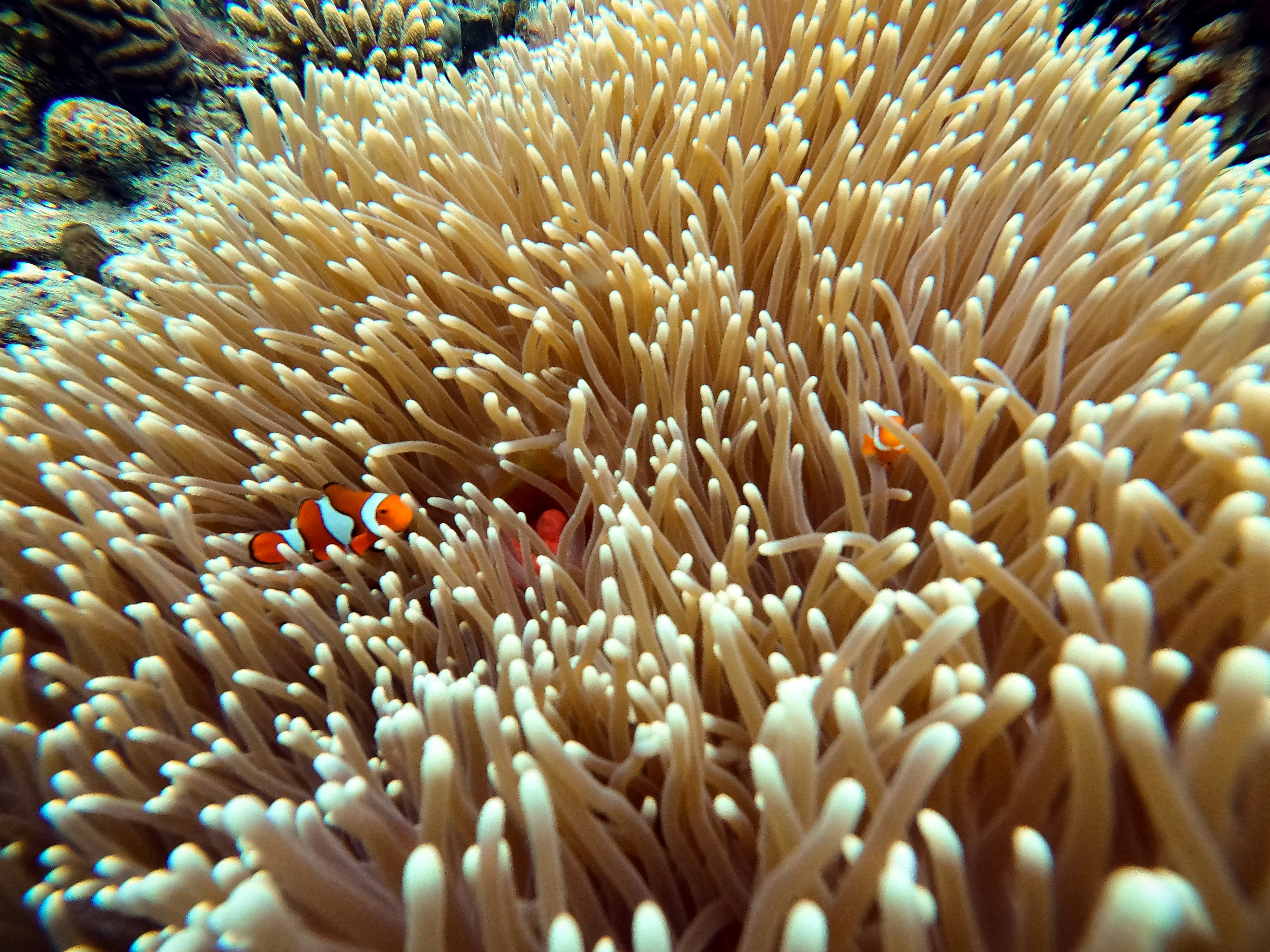 Coral Spawning — Ningaloo Reef