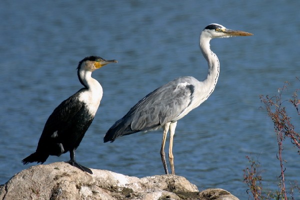 Cormorant & Grey Heron Heronry — Zwillbrocker Venn, NRW