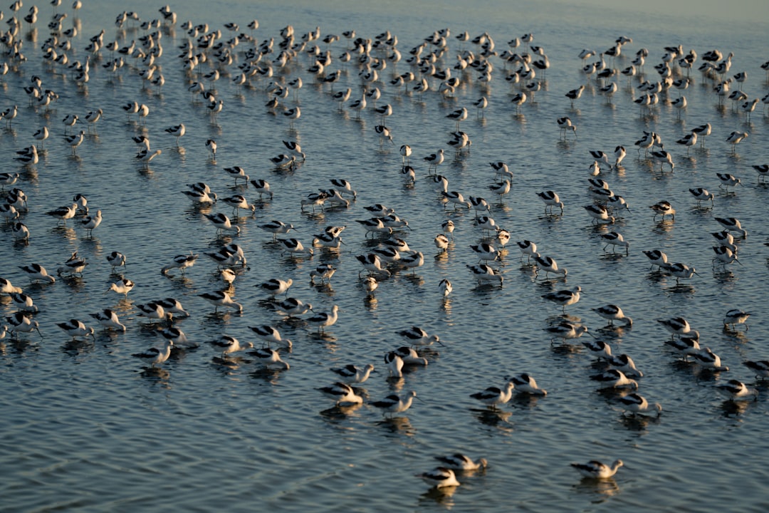 Crane Migration — Fischland-Darß-Zingst, Mecklenburg-Vorpommern