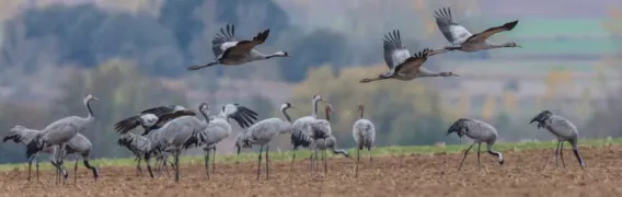 Crane Stopover — Kelbra Reservoir, Thüringen