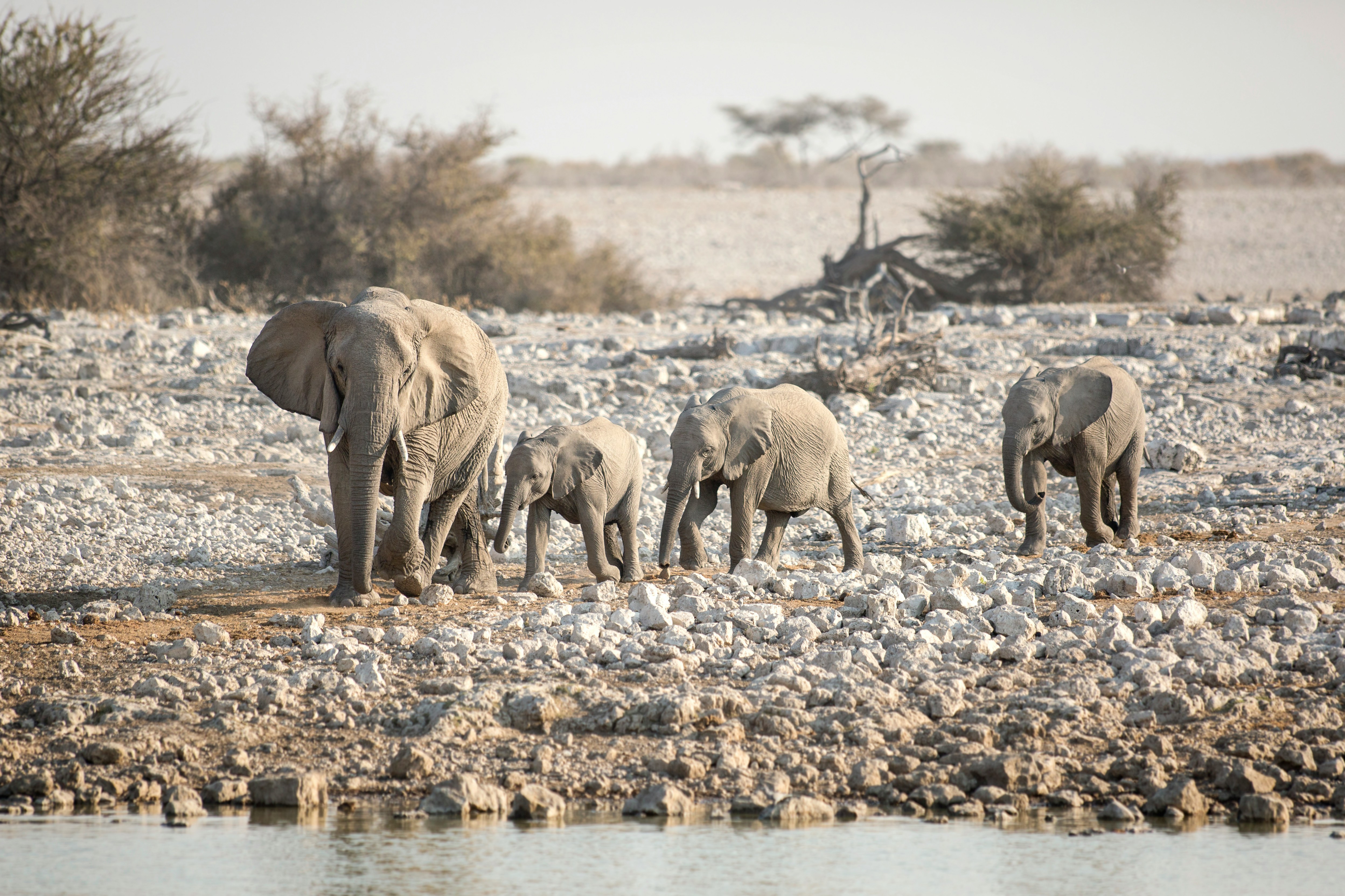 Desert Elephant Migration — Damaraland