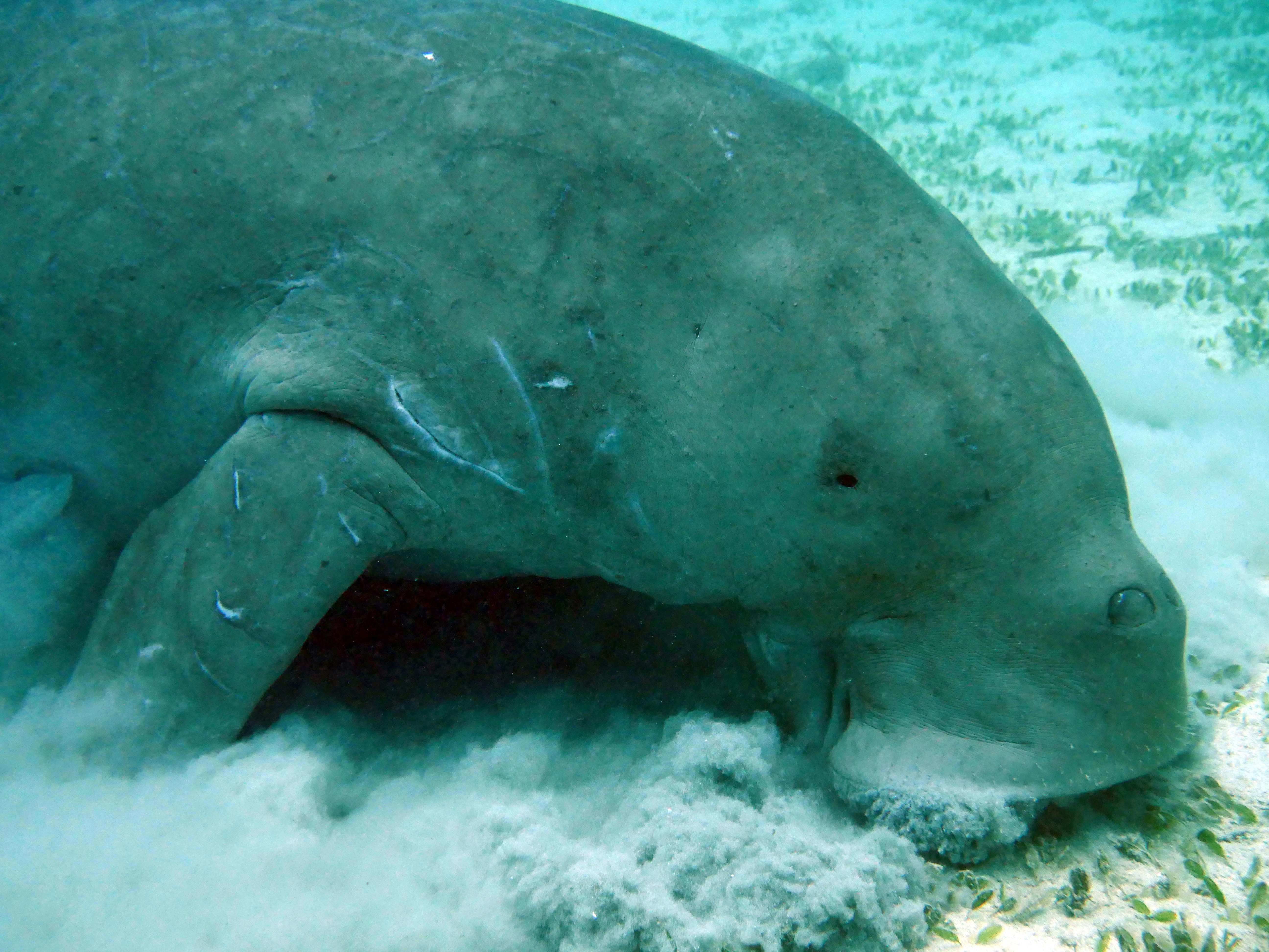 Dugong Feeding Grounds — Bazaruto