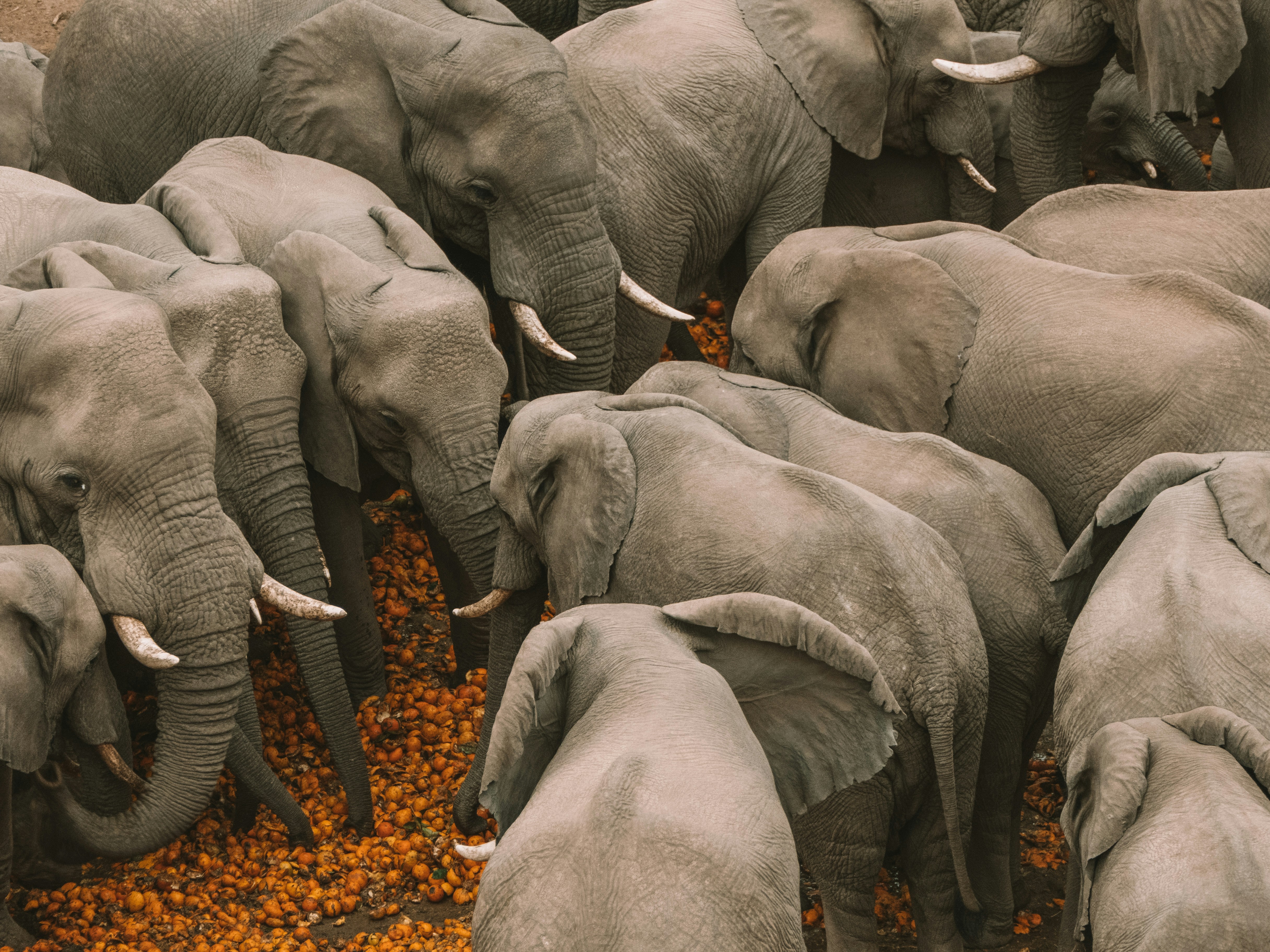 Elephant Gathering — Amboseli