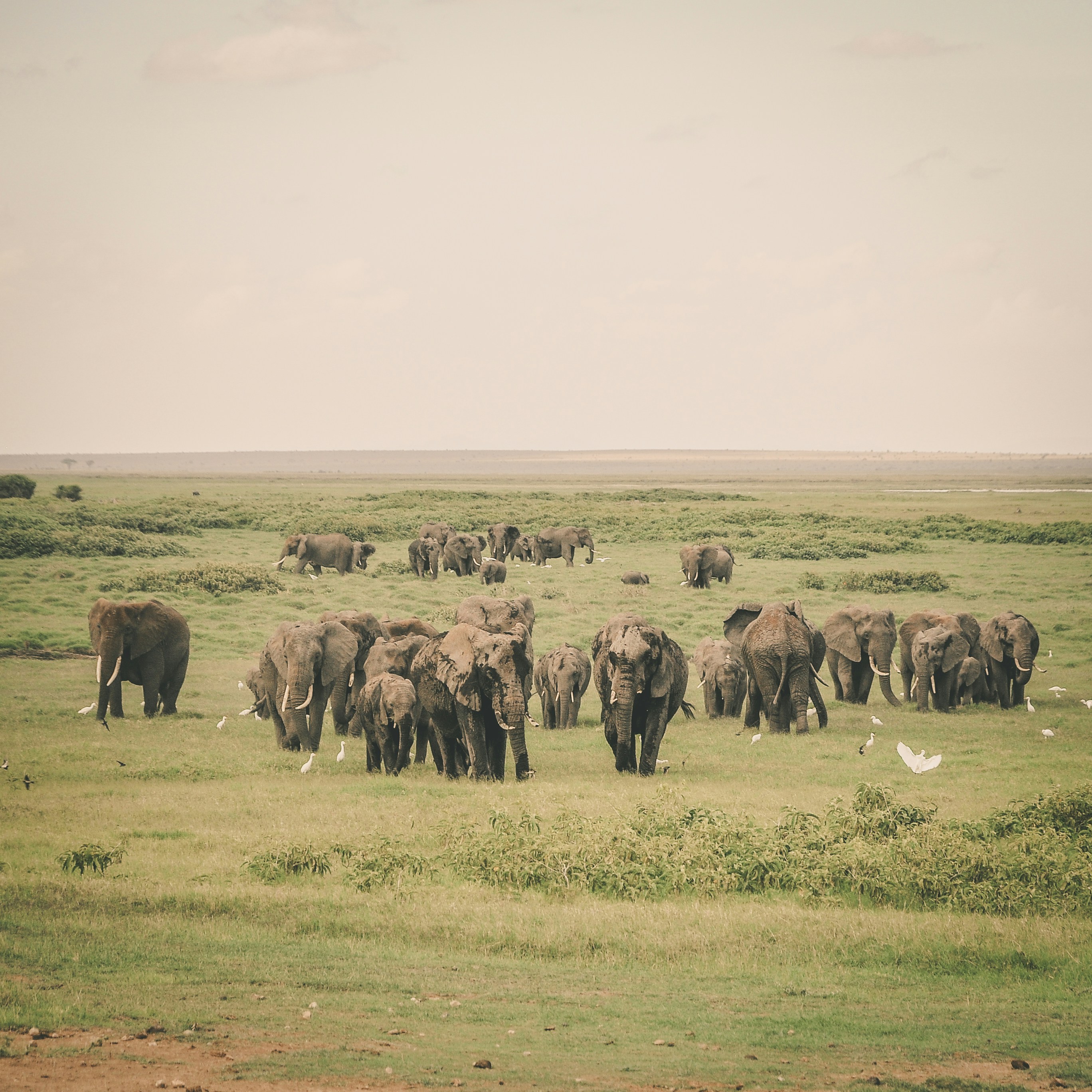 Elephant Gathering — Hwange