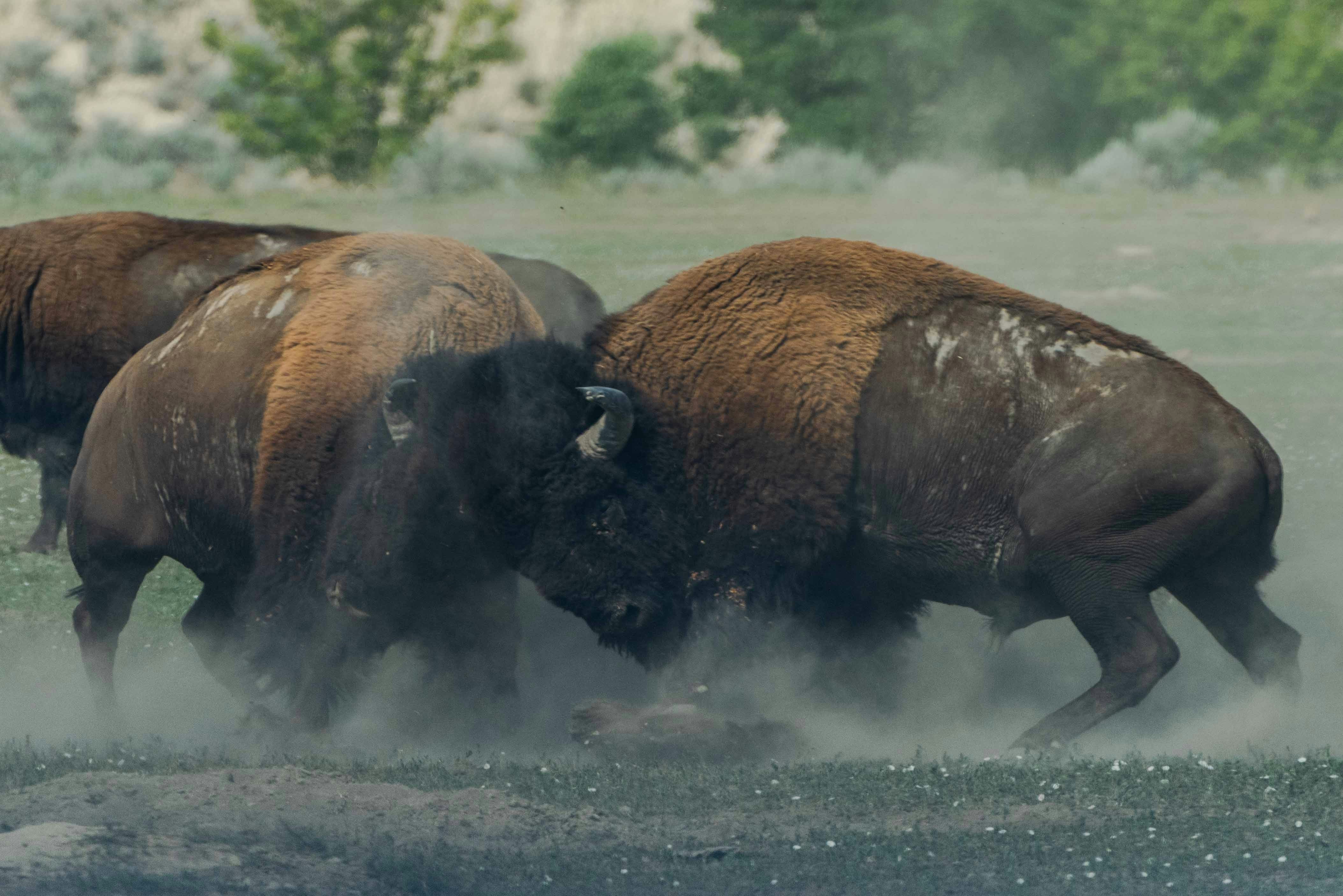 European Bison Rut — Białowieża