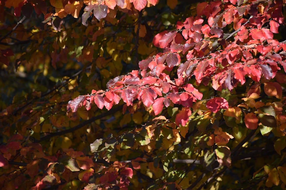 Fagus Autumn Colour — Cradle Mountain