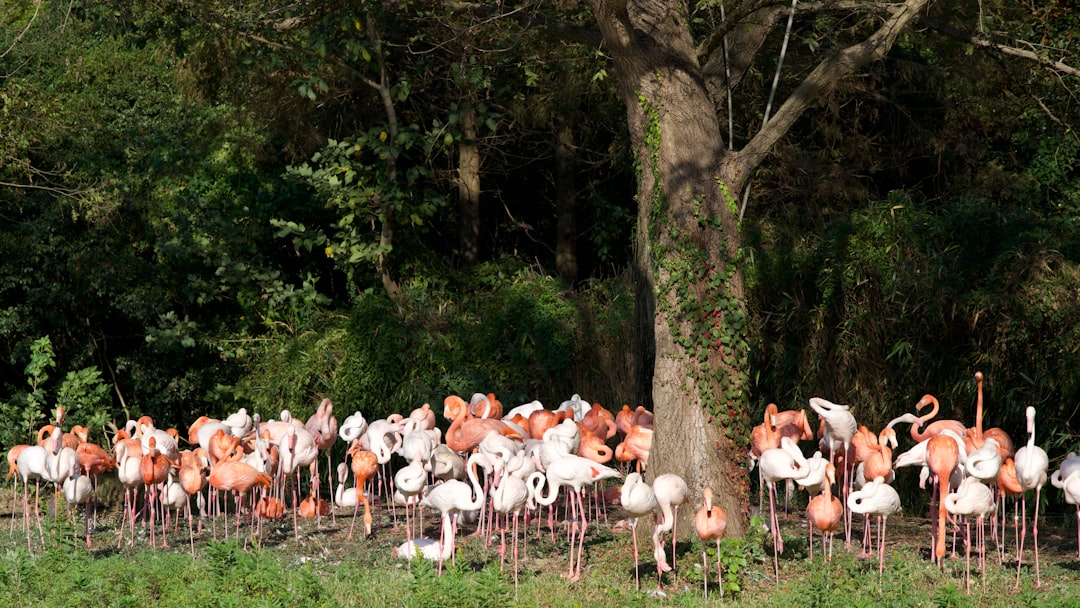 Flamingo Breeding Aggregation