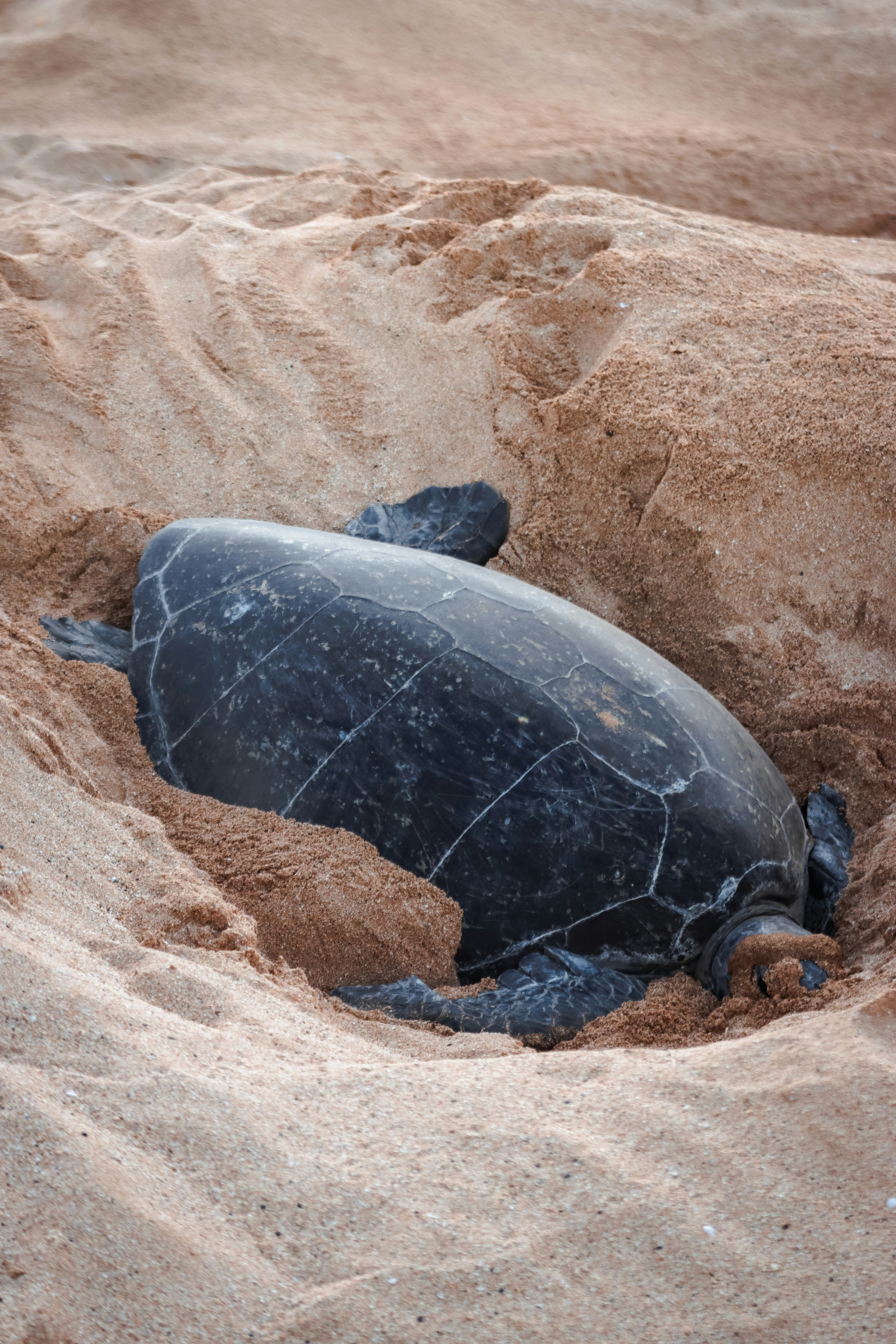 Flatback Turtle Nesting — Mon Repos