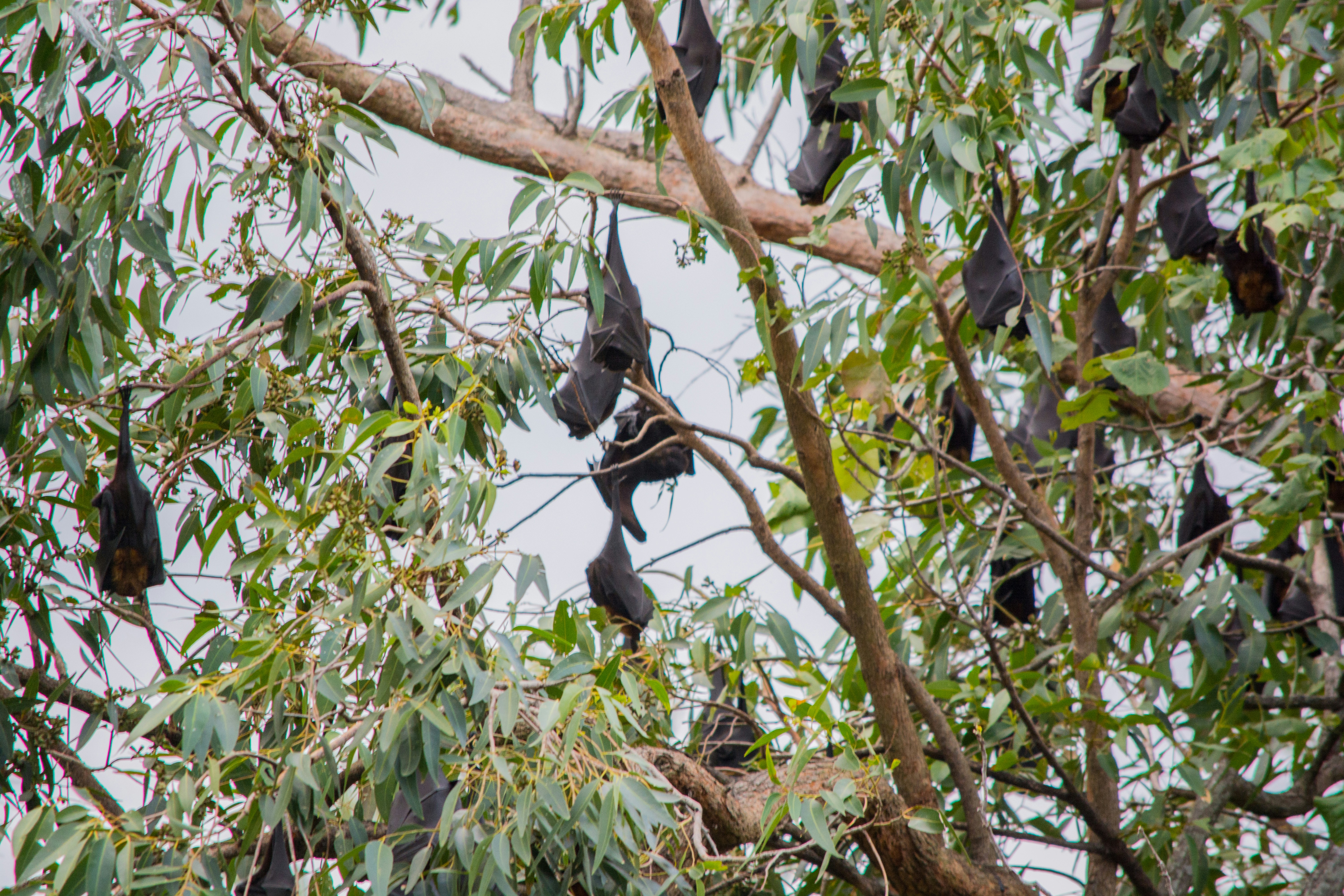 Flying Fox Mega-Colony — Charters Towers