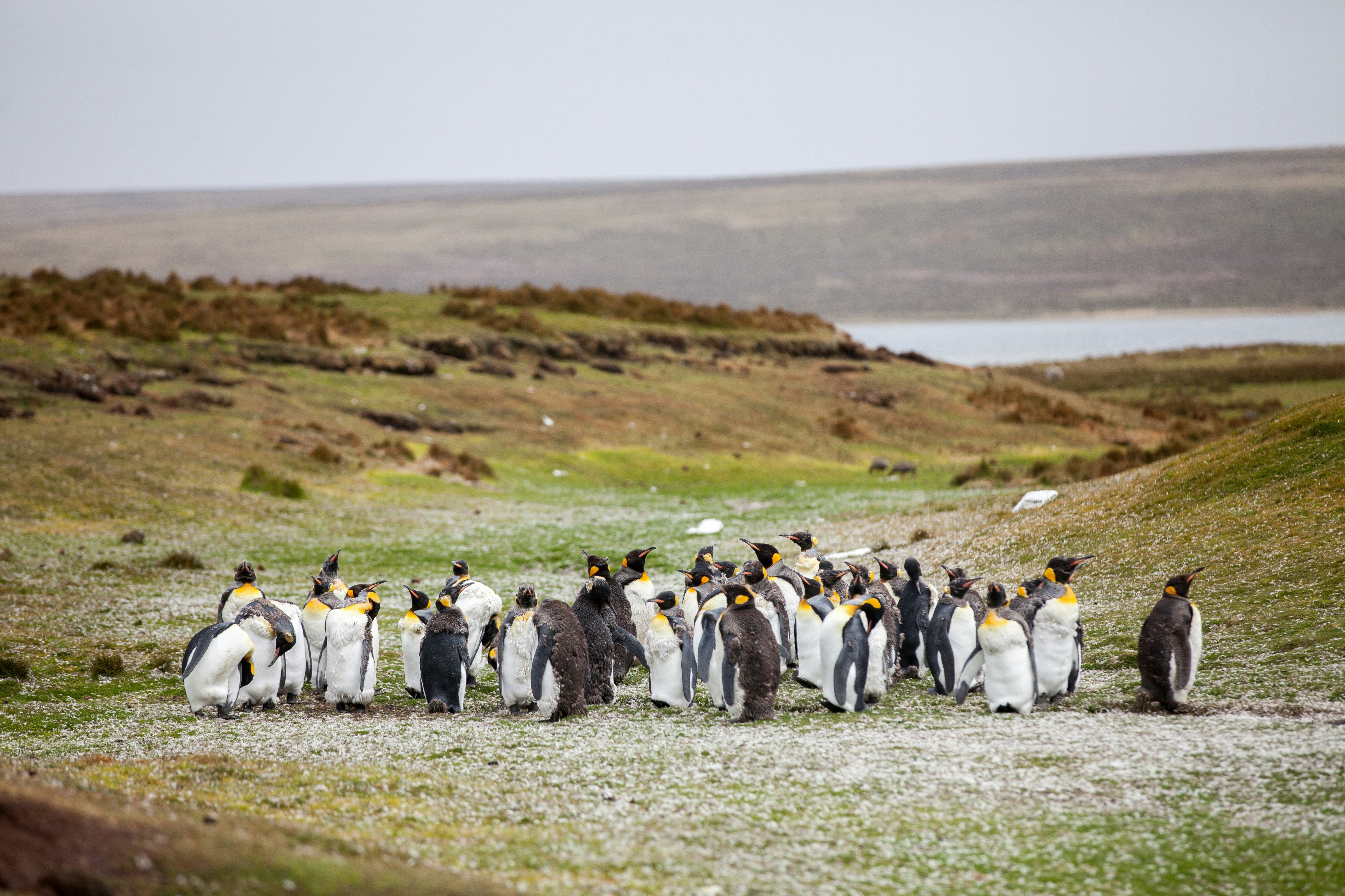Gentoo Penguin Colony — Falkland Islands