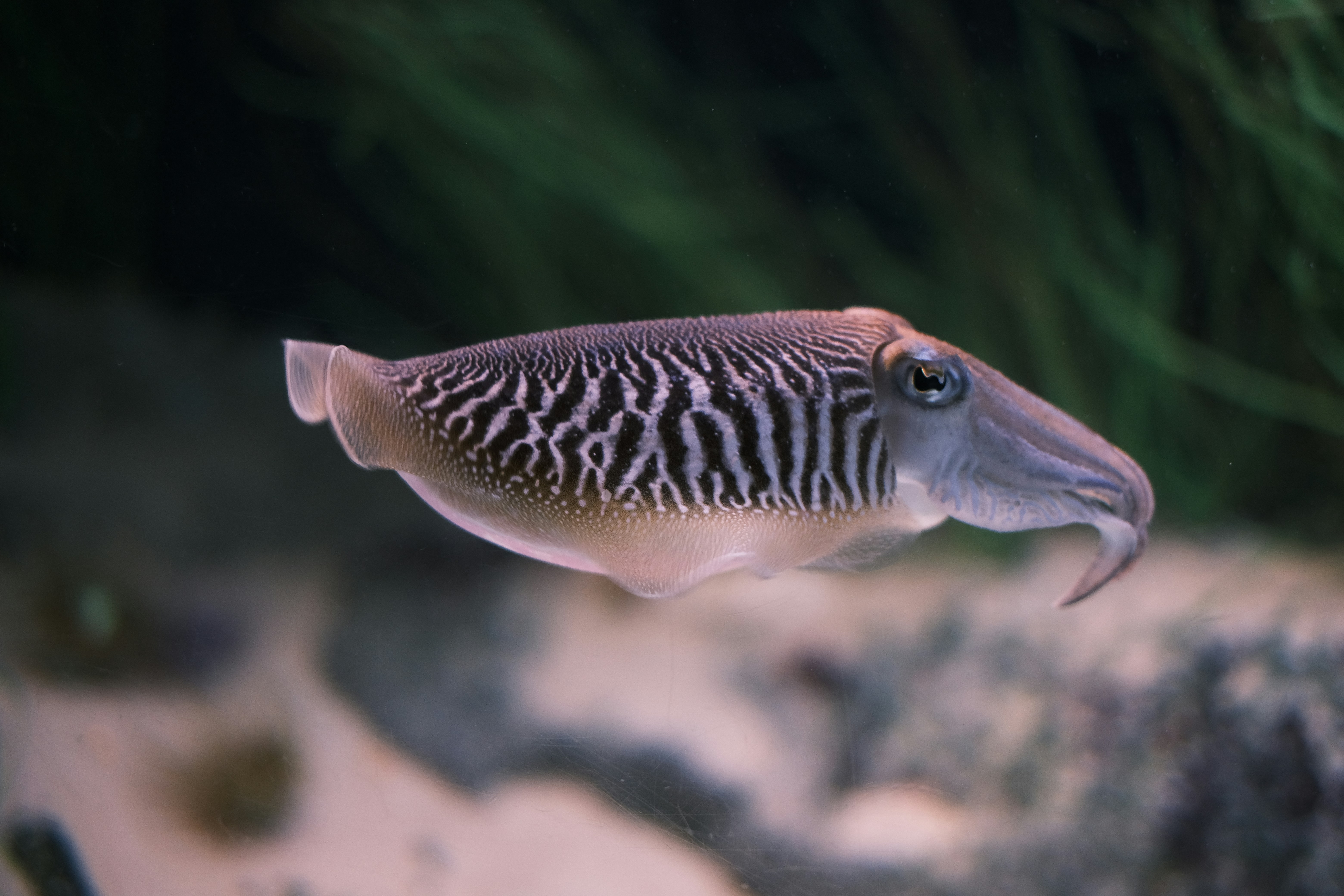 Giant Cuttlefish Spawning Aggregation — Whyalla