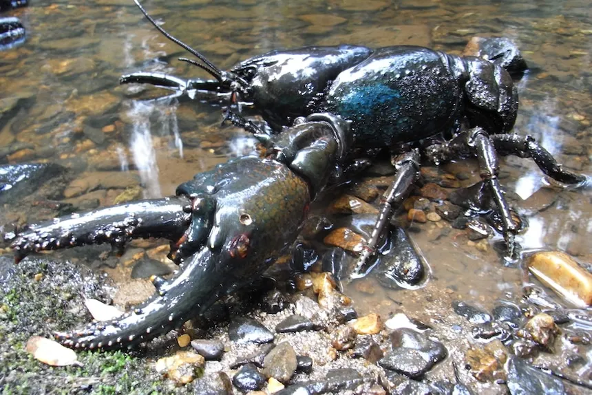 Giant Freshwater Crayfish Habitat — Tasmanian North Coast Rivers