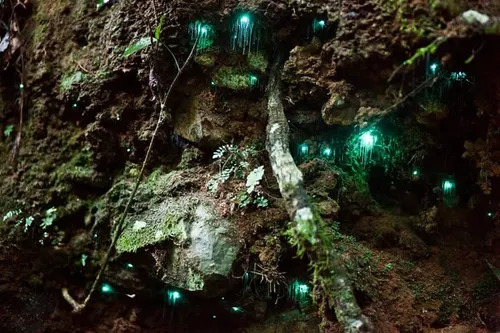 Glowworm Cave Bioluminescence — Springbrook