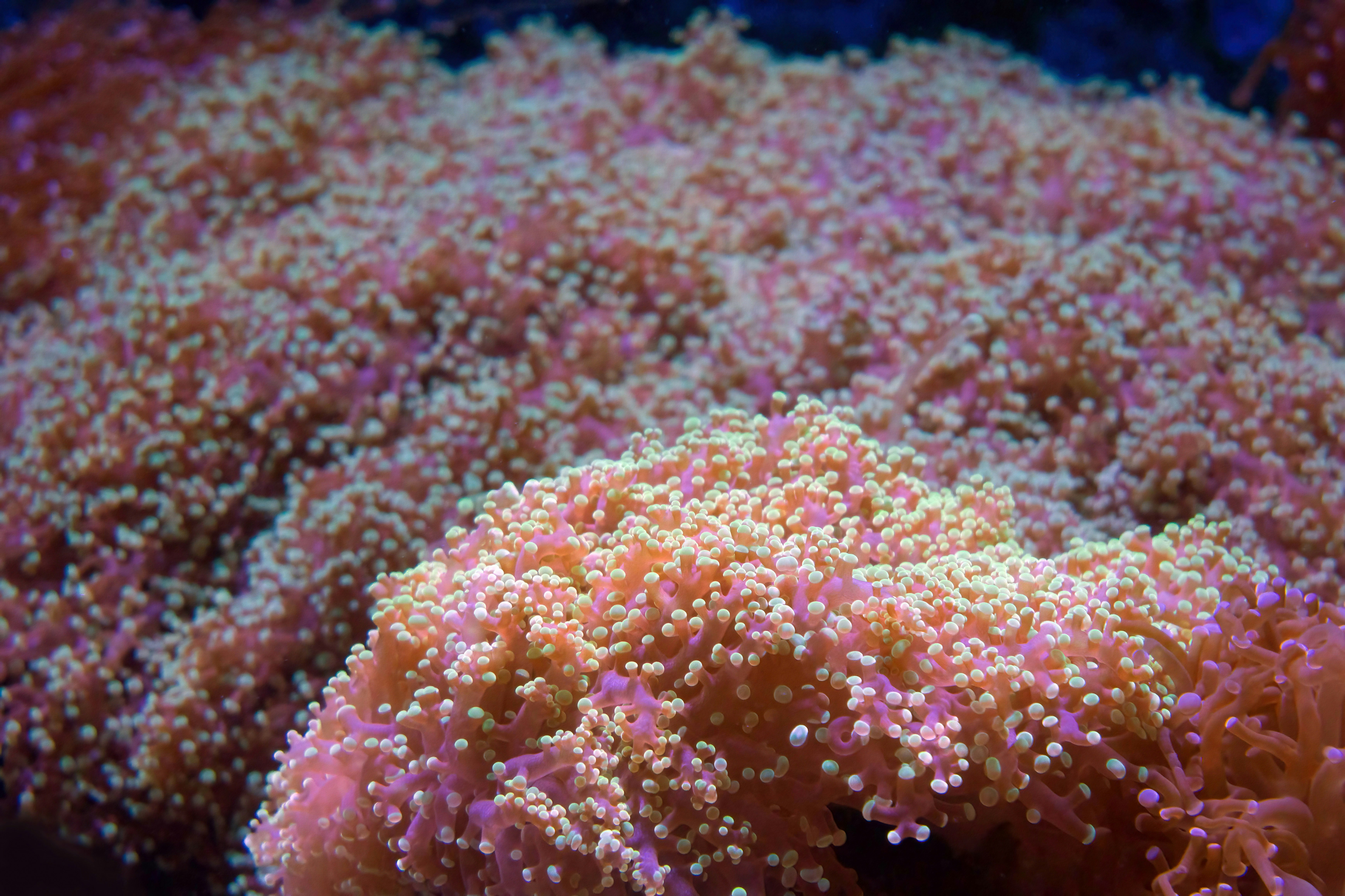 Great Barrier Reef Coral Spawning — Cairns & Outer Reef, Queensland