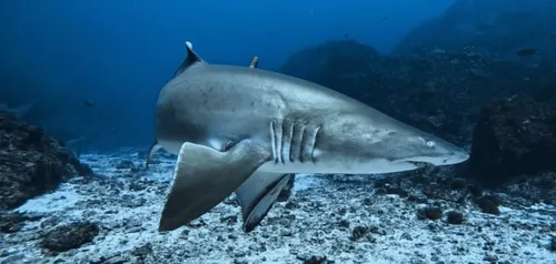 Grey Nurse Shark Aggregation — Fish Rock Cave