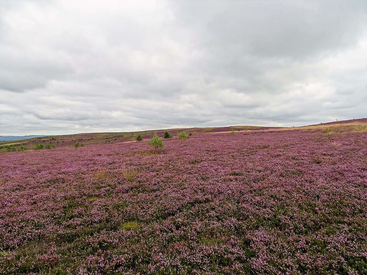 Heather Bloom — Scottish Highlands