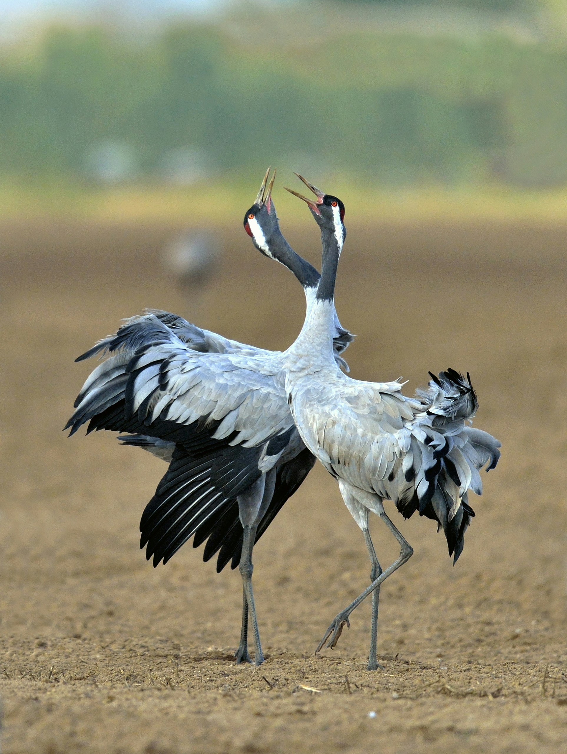 Hooded Crane Winter Congregation — Suncheon Bay