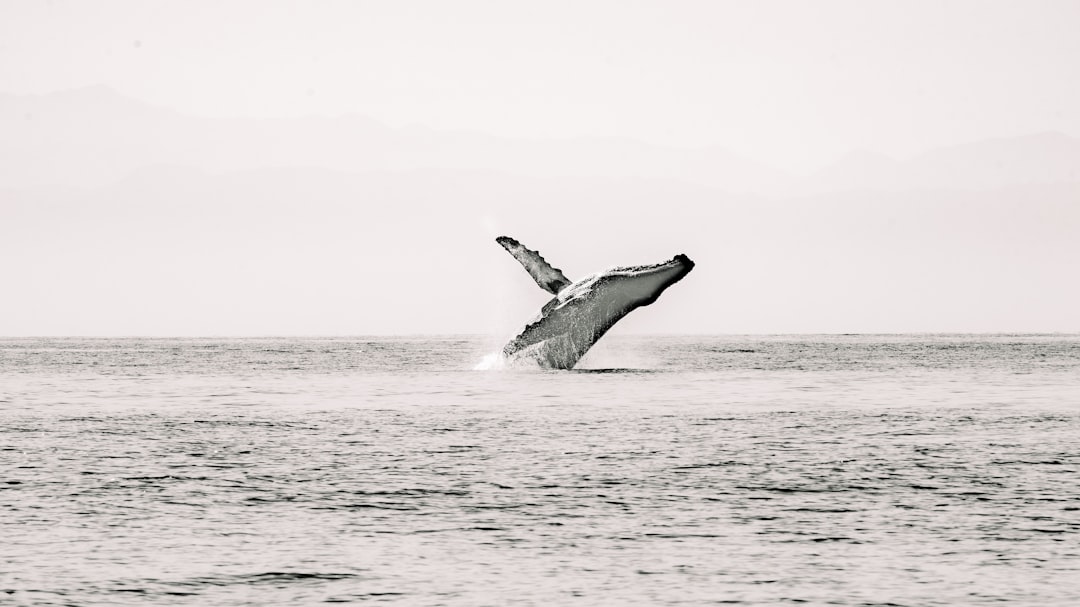 Victor Harbor Southern Right Whale Season — South Australia