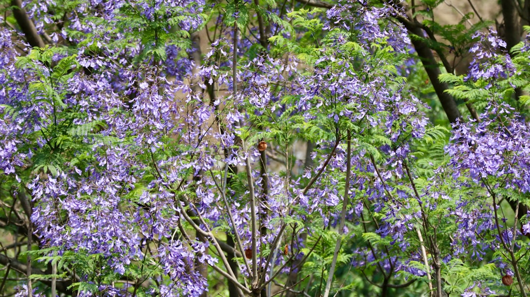 Jacaranda Bloom — Grafton