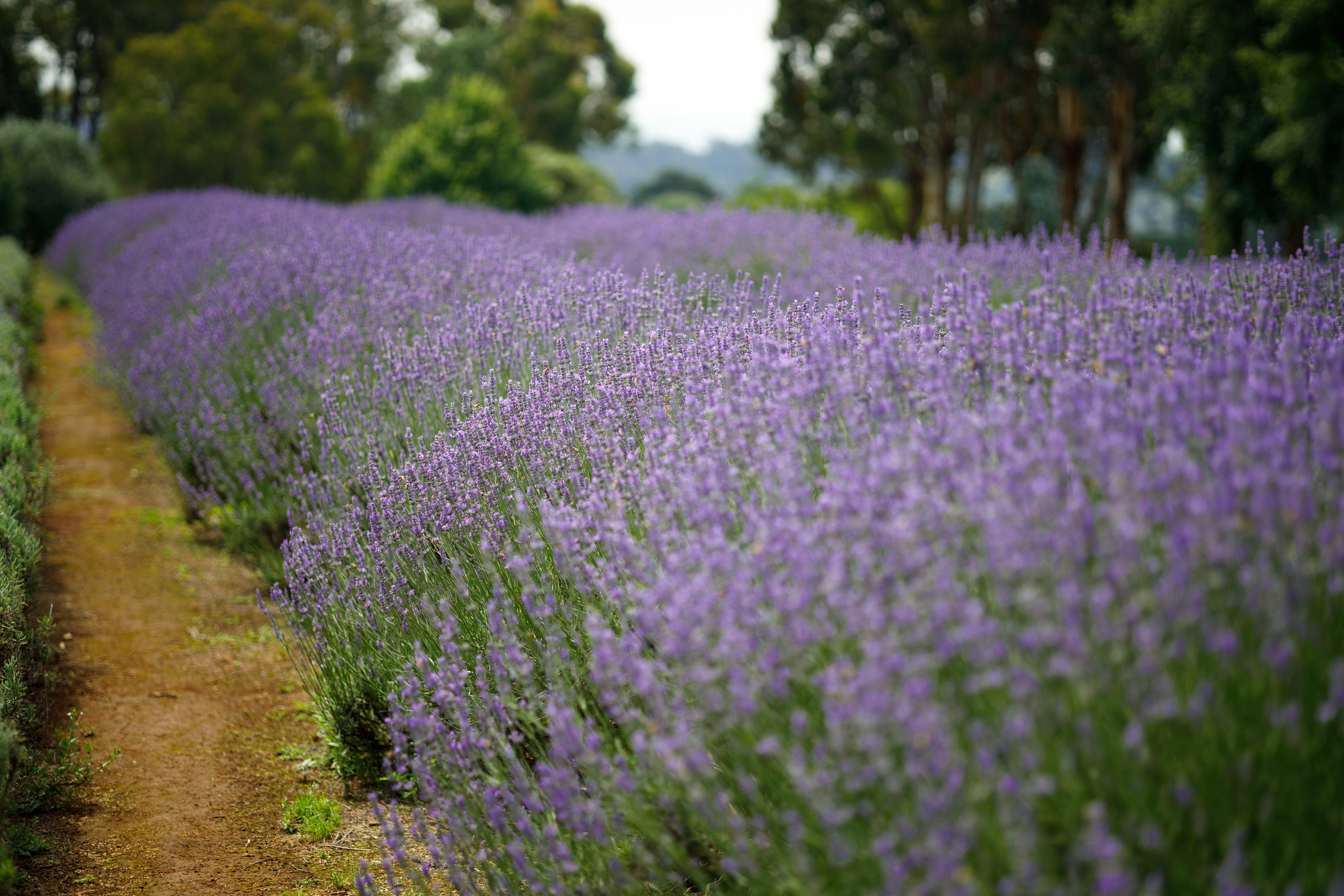 Lavender Bloom — Bridestowe Estate
