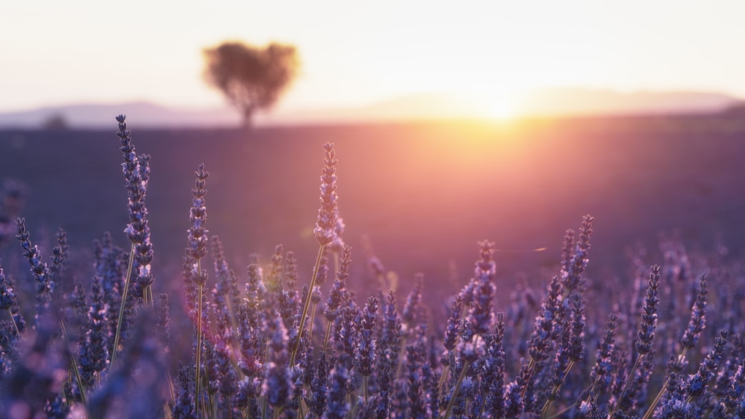 Lavender Fields — Valensole