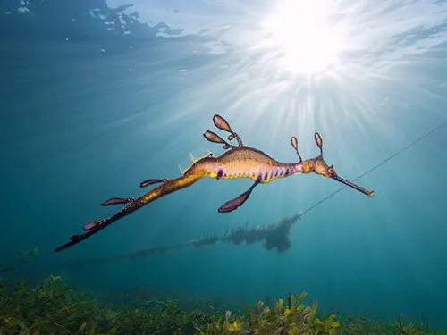 Leafy Sea Dragon Snorkelling — Flinders Island