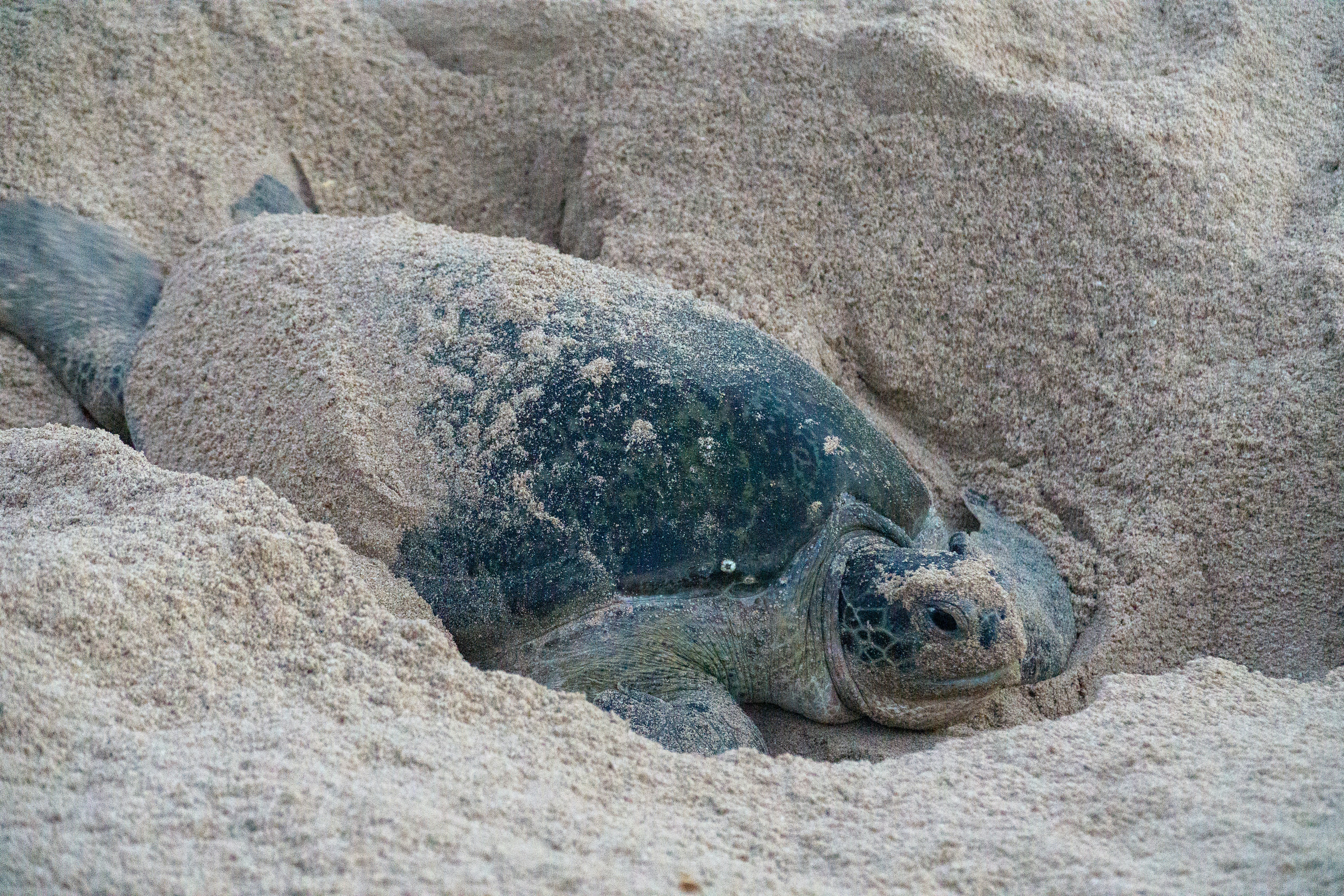 Leatherback Turtle Nesting