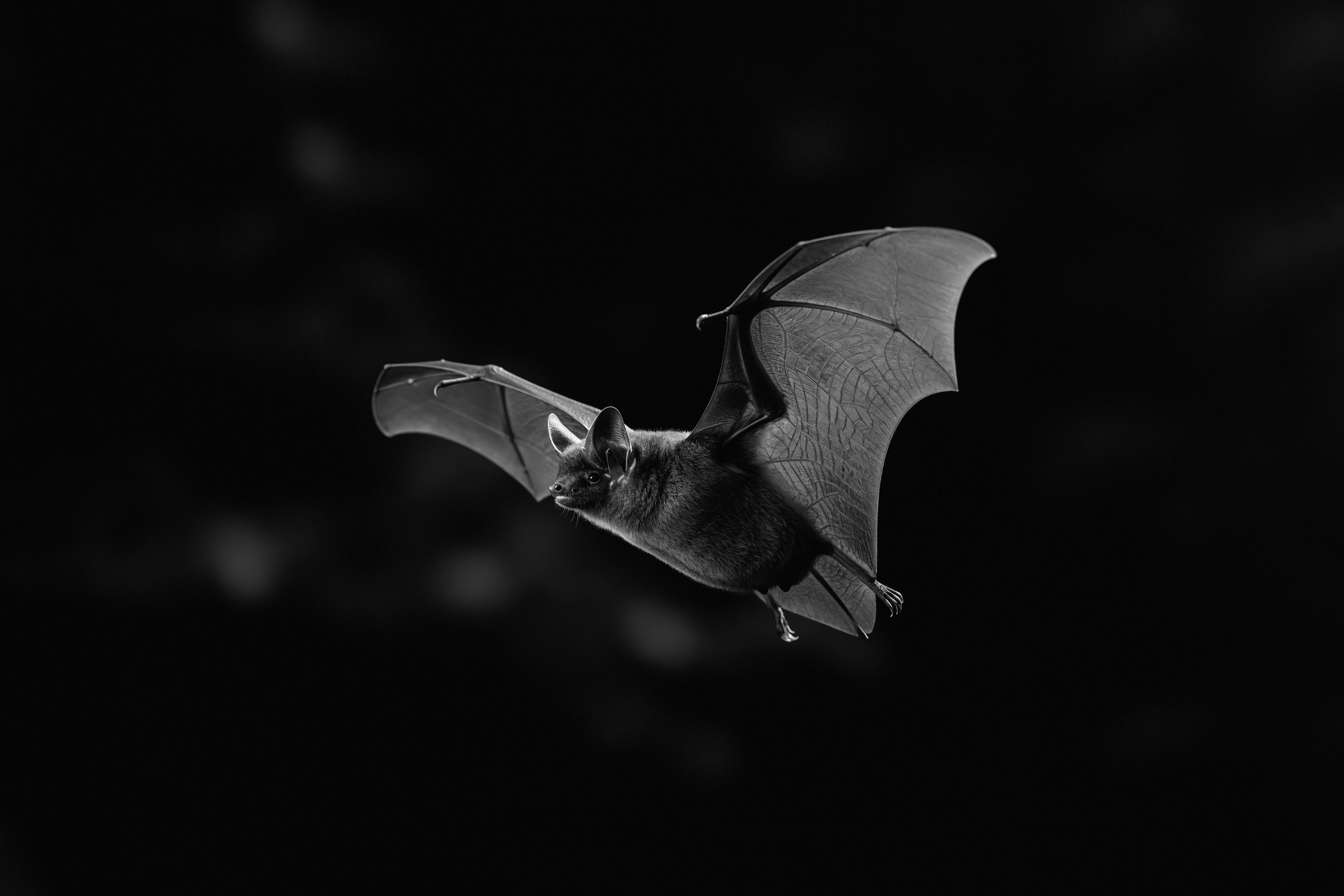 Little Bent-Wing Bat Emergence — Mount Etna Caves, Queensland