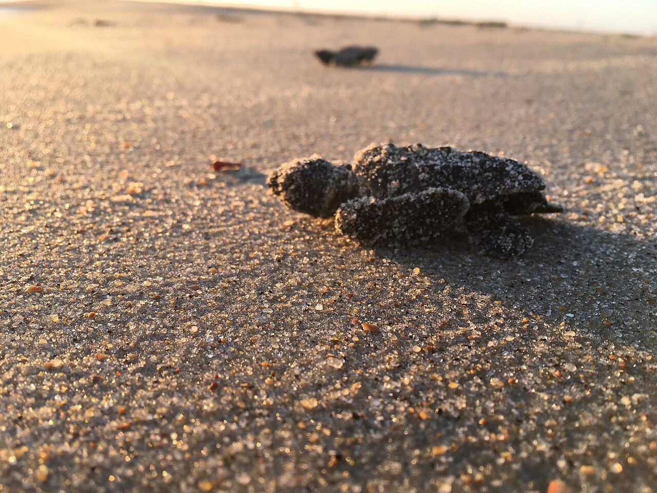 Loggerhead Turtle Nesting — Zakynthos