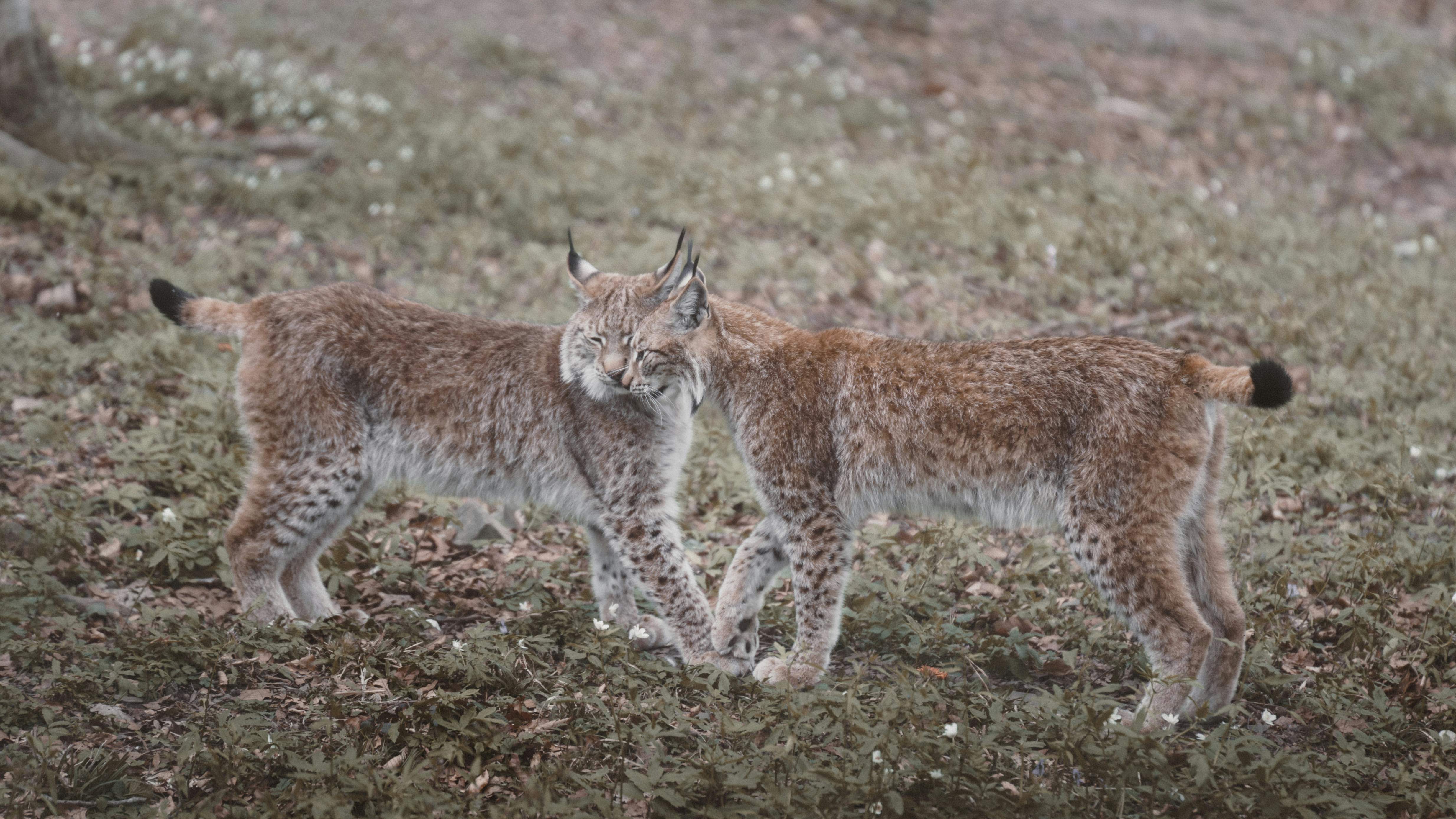 Lynx & Forest Rewilding — Nationalpark Bayerischer Wald, Bayern