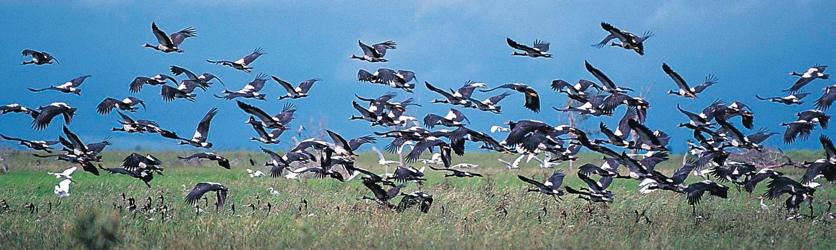 Magpie Goose Dry-Season Congregation — Kakadu