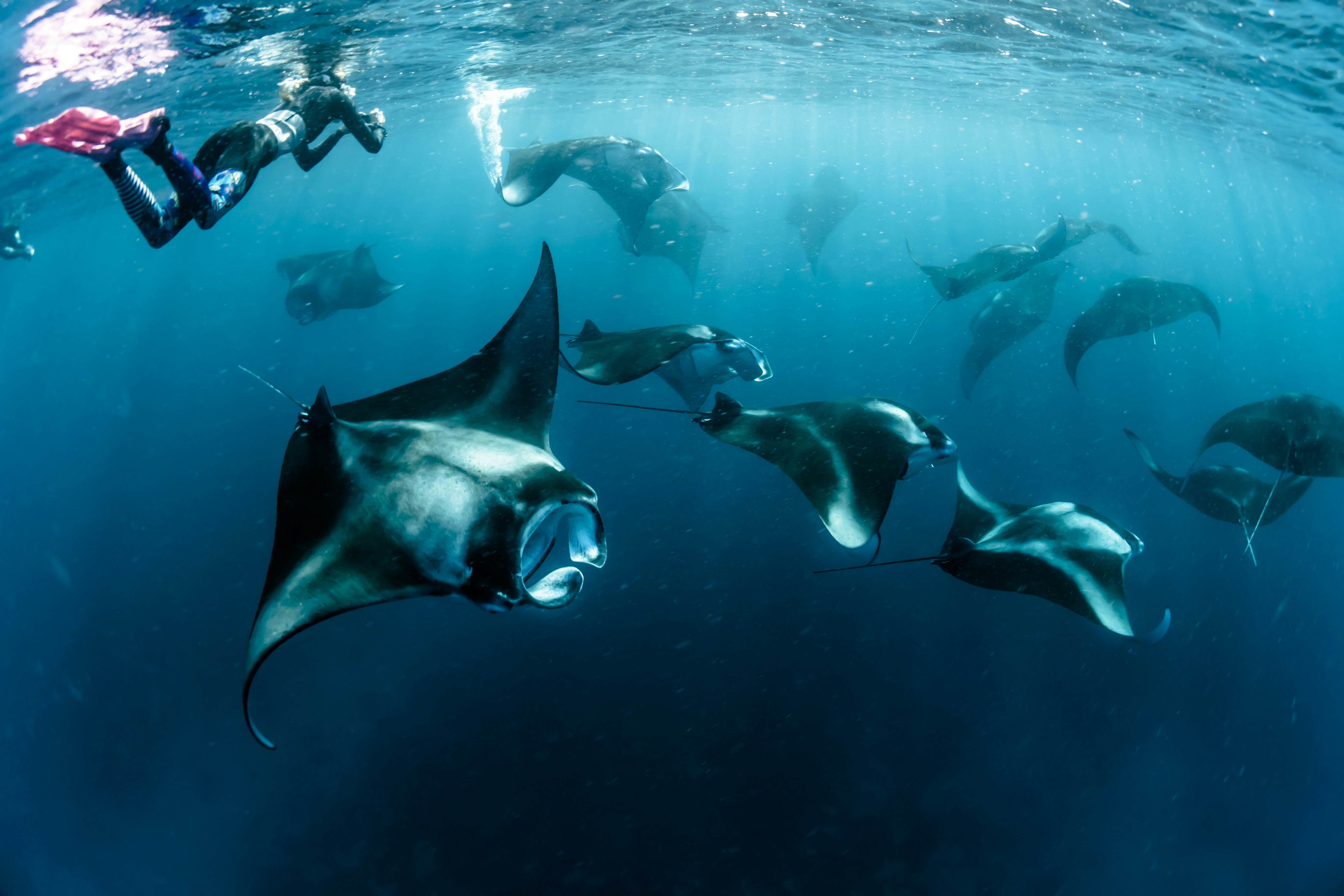 Manta Ray Aggregation — Coral Bay